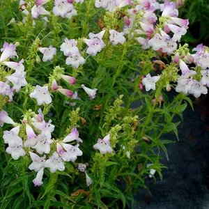 Penstemon Harlequin Lilac Garden Plant - Lilac Blooms, Compact Size (20-30cm Height Including Pot)