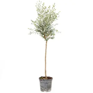 You Garden - Eucalyptus Tree 'gunnii' Standard 60-100cm Tall in a 2 Litre Pot - Outdoor Garden Trees for Pots and Patios