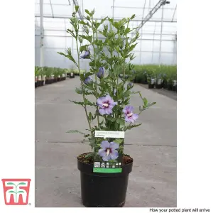 Hibiscus Syriacus Marina (O. bleu) 3.6 Litre Potted Plant x 1