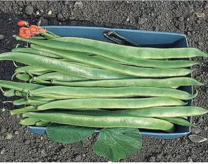 Runner Bean Polestar 1 Seed Packet (40 Seeds)