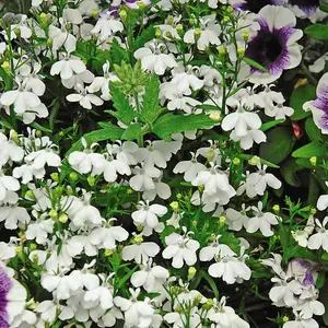 Lobelia Snowball 1 Packet (1000 Seeds)