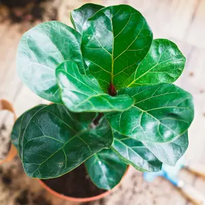 Ficus Bambino Houseplant - Fiddle-leaf Fig for Home Office, Evergreen Indoor Plant (30-40cm Height Including Pot)