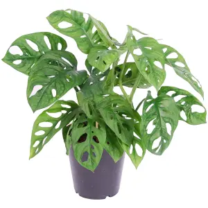 Monstera Obliqua - Rare and Exquisite Airy Foliage (12cm, 20-30cm)