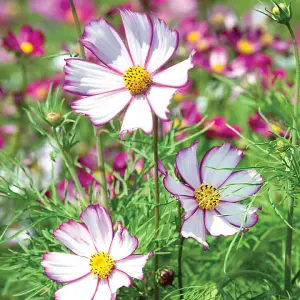 Cosmos Tip Top Picotee 1 Seed Packet (65 Seeds)