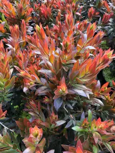 Callistemon Evergreen Red Rocket Bottle Brush Shrub Large Plant Supplied in a 2-3 Litre Pot