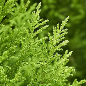 20 x Cupressus Conifer Macrocarpa Goldcrest Tree in a 10.5cm Pot 28-30cm Tall Supplied as 20 x Established Cypress Trees