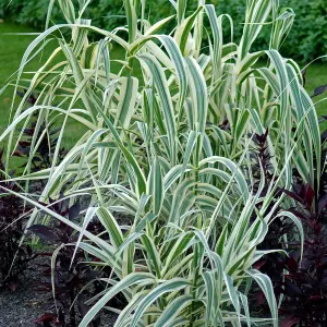 Arundo Ely - Compact Ornamental Grass, Low Maintenance (20-30cm Height Including Pot)