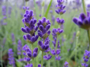 Lavender Hidcote 3 Litre Potted Plant x 1