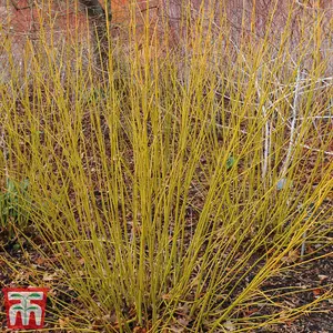 Cornus Winter Stems Collection 9cm Potted Plant x 3