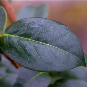 Camellia Onetia Holland - Outdoor Flowering Shrub, Ideal for UK Gardens, Compact Size (15-30cm)