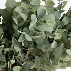 Blooming Artificial - 24-Pack of Artificial Silver Dollar Eucalyptus Stems