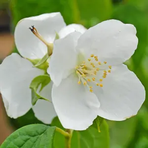 Mock Orange Philadelphus Virginal 3.6 Litre Potted Plant x 1