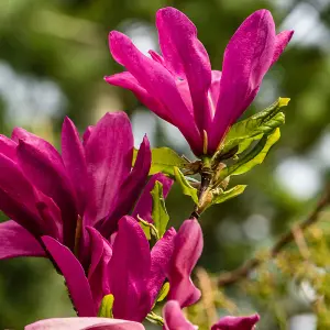 YouGarden Magnolia 'Susan' Standard Tree in 3L Pot, Approximately 80-90cm Tall, Gift Wrapped in Brown Hessian Bag with Green Fabri