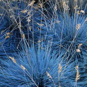 Festuca 'Elijah Blue' - Vibrant Blue Ornamental Grass, Hardy and Drought Tolerant, Adds Texture to Gardens (15-30cm)