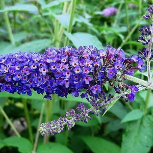 Buddleia davidii 'Empire Blue' in 2L pot Buddleja Butterfly Bush 3FATPIGS