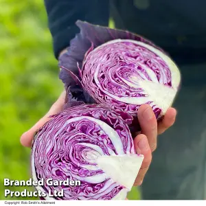 Cabbage Pretino F1 1 Packet (20 Seeds)