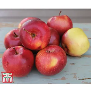 Grow Your Own Fruit  Apple (Malus) Spartan (MM106) 1 Bare Root Tree