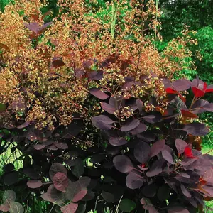 Cotinus Coggygria Royal Purple 3.5 Litre Potted Plant x 2