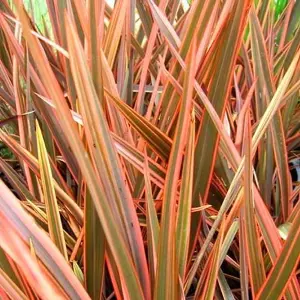 Phormium Flamingo Garden Plant - Striking Pink and Purple Foliage, Compact Size, Hardy (15-30cm Height Including Pot)