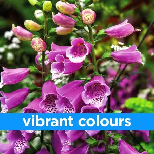 Woodland Garden Wildflower Seeds - Bees & Butterflies, Foxgloves, Borage, Forget Me Nots - Suitable for Shady Areas