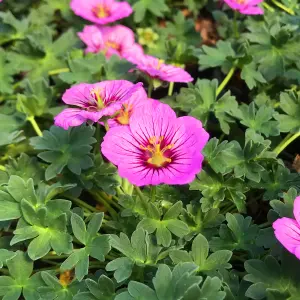 Geranium Rothbury Gem - Pink Flowers, Green Foliage, Compact Plant (15-30cm Height Including Pot)