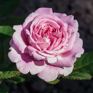 Pink Rose Bush - Countess Marie Henriette