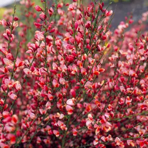 Cytisus Hollandia, Garden Broom Plant for UK Gardens (15-25cm Height Including Pot)