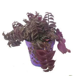 House Plant - Wandering Dude - Purple Passion - 12 cm Pot size - 10-20 cm Tall - Tradescantia Fluminensis - Indoor Plant