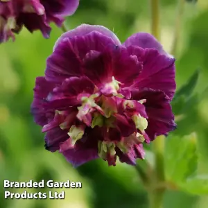 Geranium Joseph Green 9cm Potted Plant x 1