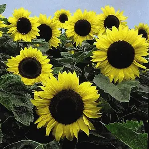 Sunflower Elite Sun F1 Hybrid 1 Packet (20 Seeds)