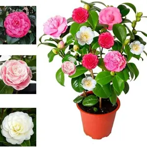 Camellia Japonica Plant Tricolour Red, White & Pink in One Pot - Evergreen Shrub - Rare Variety of Camellia Japonica Plant 30-50cm