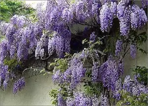 Direct Plants Wisteria Sinensis Blue Flowering Climbing Plant Grafted 3-4ft Supplied in a 3 Litre Pot