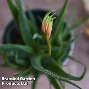 Aloe Safari Sunrise 13cm Potted  Plant x 1