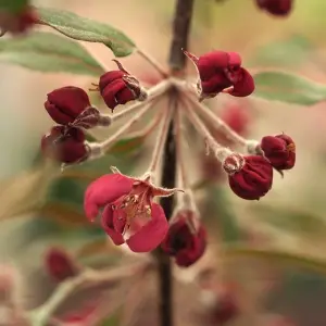 Malus Crimson Cascade Tree - Crab Apple Tree, Crimson Red Spring Blossoms, Low Maintenance (5-6ft)