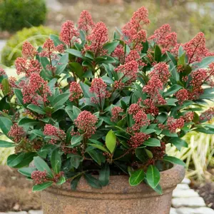 Rubella Japanese Skimmia Outdoor Shrub Plant Skimmia Japonica 2L Pot