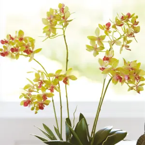 Bloom Artificial Petite Phalaenopsis Plant in Vase - Faux Fake Realistic Houseplant Floral Home Decoration - H45cm x W38cm