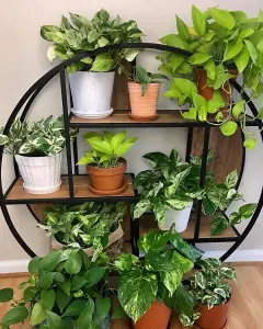 Pothos Collection - 4 Plant Mix - House Plant Collection 10cm Pot Size