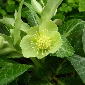 1 x Helleborus White Marble Christmas Rose Plant in 9cm Pot - Autumn Winter Flowering Outdoor Garden Perennial Ready to Plant