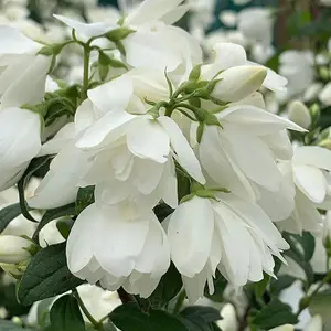 Snowbelle Mock Orange Outdoor Shrub Plant Philadelphus Garden Plants 2L Pot