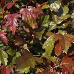 Malus Toringo Scarlett Tree - Crab Apple Ornamental Tree, Deep Pink Flowers, Hardy, Low Maintenance (5-6ft)