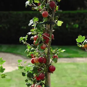 Grow Your Own Fruit  Gooseberry Xenia 1 Bare Root