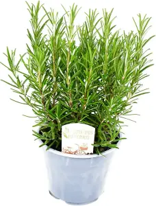 Rosemary Bush 14cm Pot - Ready to Plant in The Garden and Used for Culinary Purposes