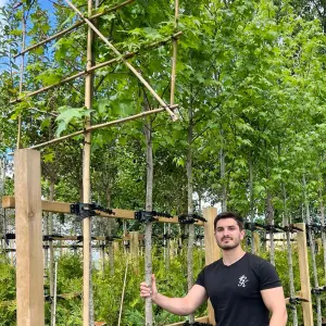 Sweetgum Pleached Tree with Staking Kit - 200cm Stem and 10cm Girth