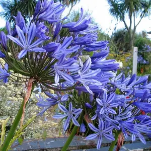 Agapanthus Brilliant Blue - Prolific Flowering, African Lily, Perennial, Hardy (10-20cm Height Including Pot)