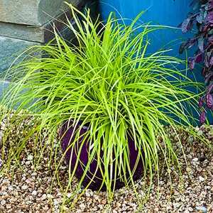 Carex Everillo - Vibrant Foliage, Compact, Easy to Grow, Low Maintenance (20-30cm Height Including Pot)