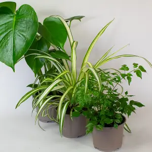 3 x Mix of House Plants in  10.5cm Growers Pots