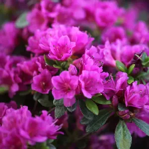 Azalea Geisha Purple - Evergreen Shrub, Exquisite Purple Blooms (20-30cm Height Including Pot)