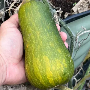 Butternut Squash Inca Gold F1 1 Seed Packet