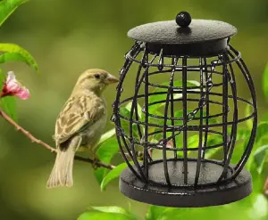 Wild Bird Hanging Lantern Fat Ball Feeder