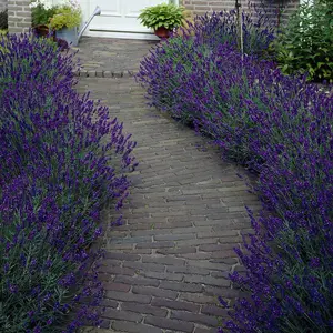 English Lavender 'Hidcote' Hedging (6 x 9cm pots)